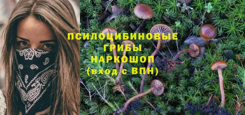 Псилоцибиновые грибы Magic Shrooms  Шлиссельбург 